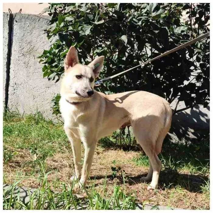 Белка, отдам собаку в добрые руки