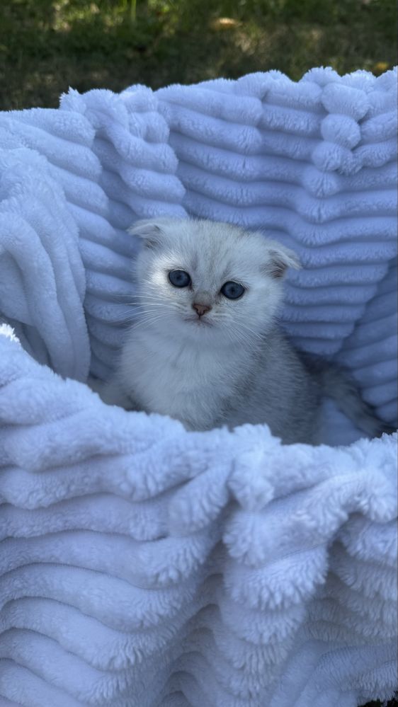 Шотландские котята