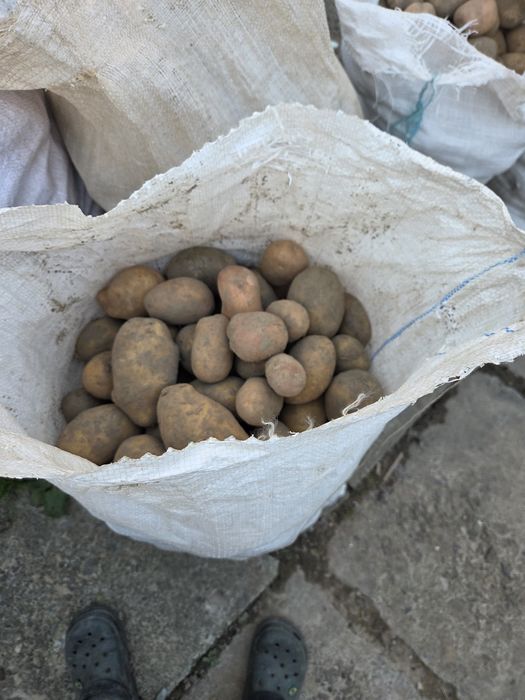 Картопля екологічно чиста Тайфун. Домашня! Без хімікатів
