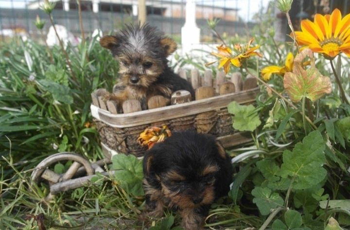 Excelente femea  yorkshire terrier
