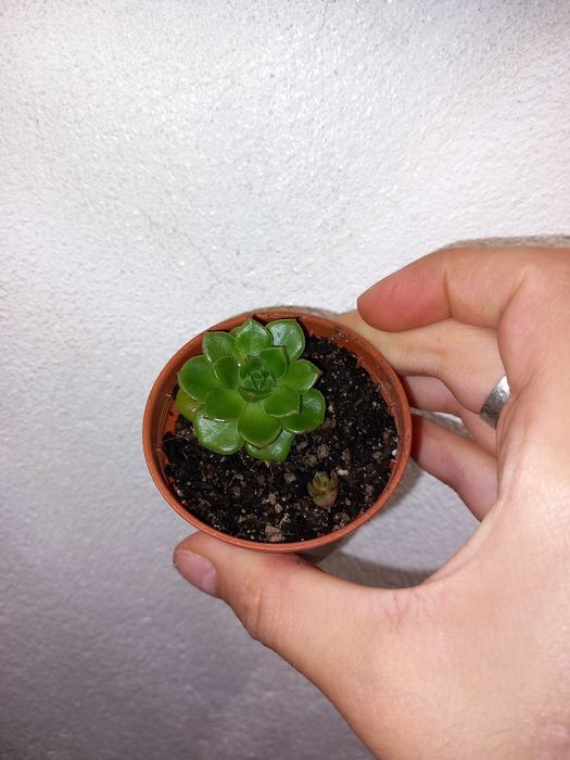 Vendo varias suculentas e cactos