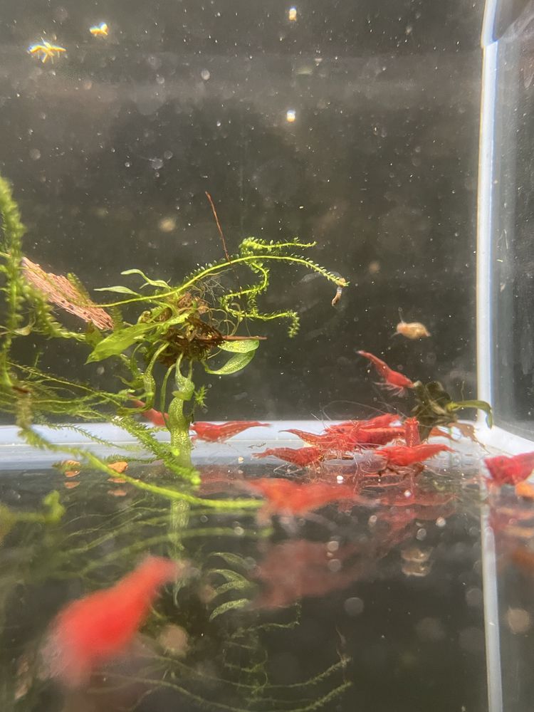 Neocaridinas Red Cherry