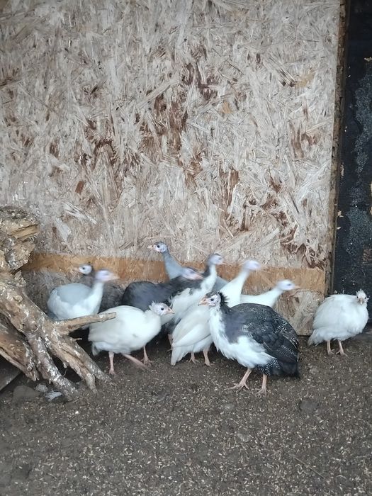 Perliczki perlice młode