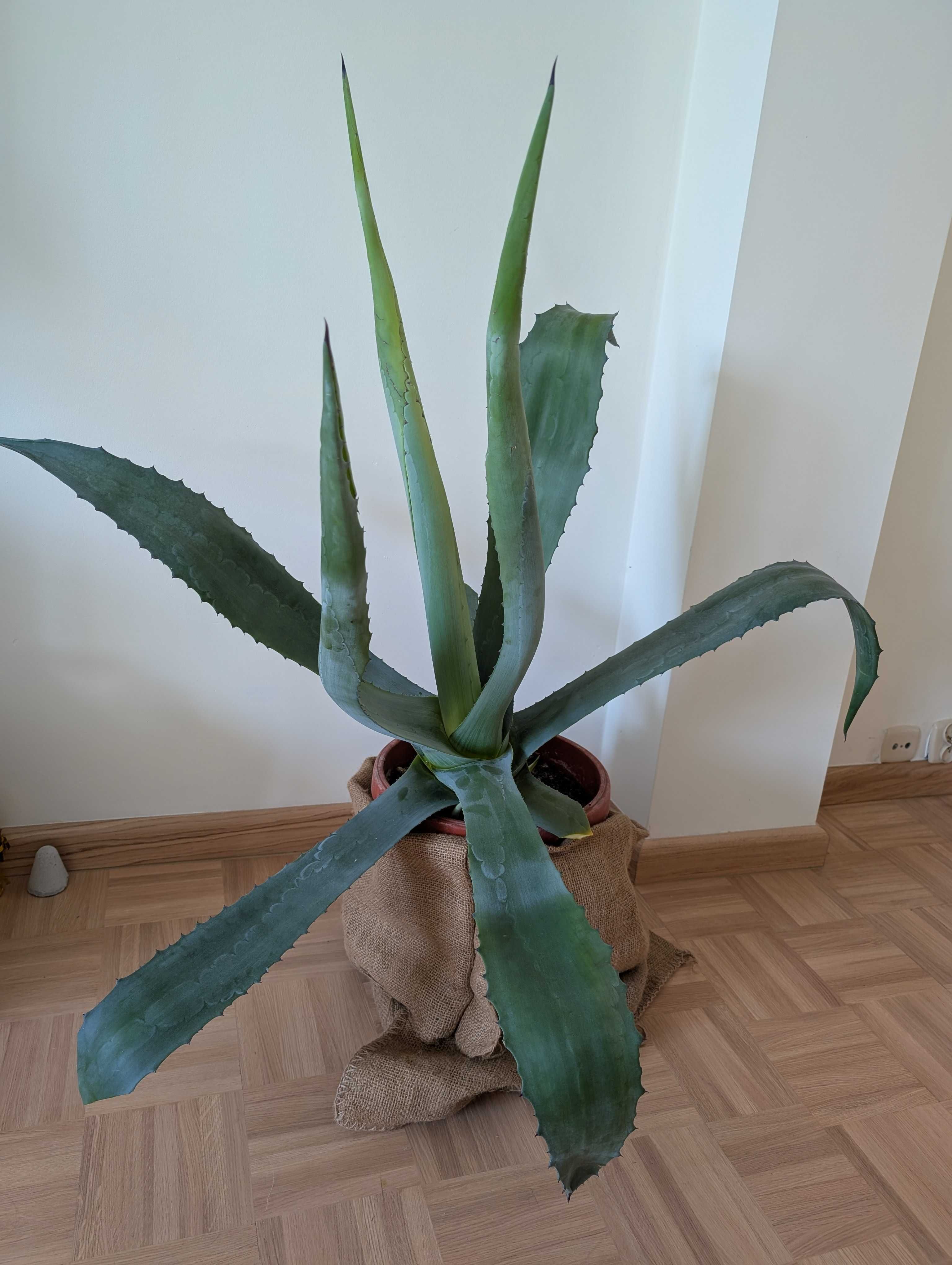Agawa, duży okaz