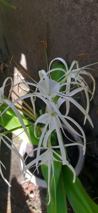 Лилия комнатная                           лилия