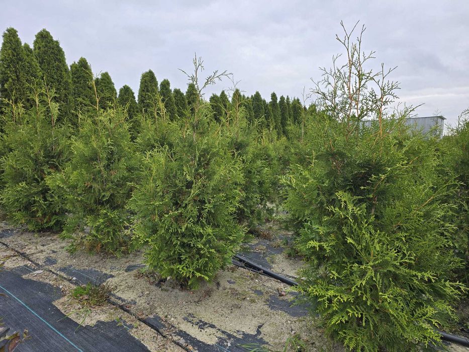 Piękna Tuja Thuja Szmaragd 120 cm Brabant 150cm Usługa sadzenia