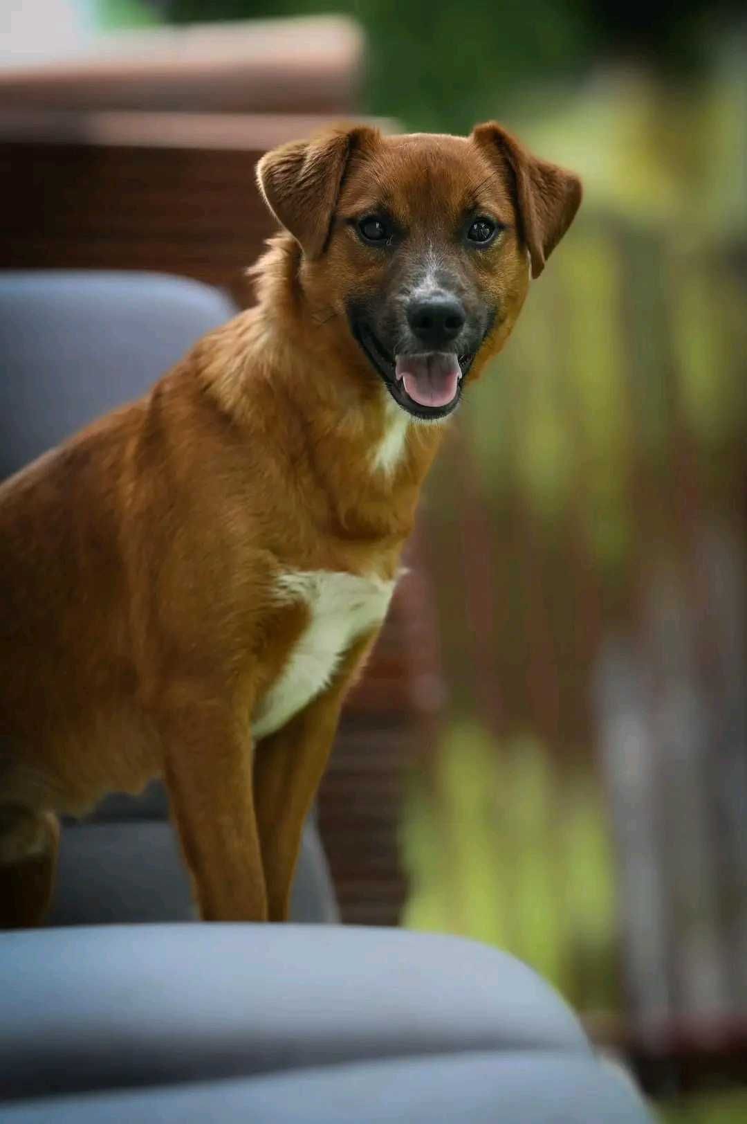 Azor- psiak do adopcji