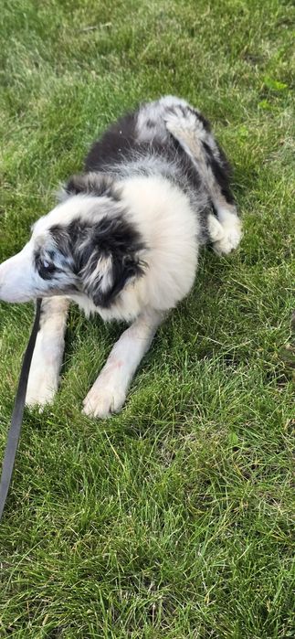 Border Collie suczka