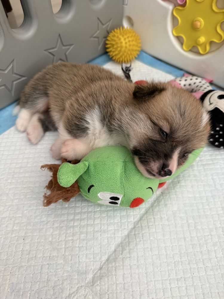 Sprzedam Corgi Pembroke Zkwp/FCI piesek
