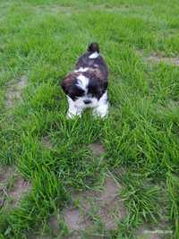 Śliczny piesek Shih Tzu