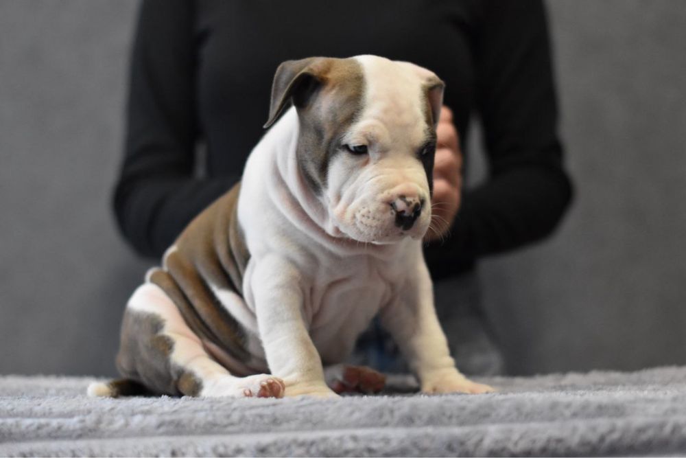 Щенки в бульдожьем типе. Стаффорды