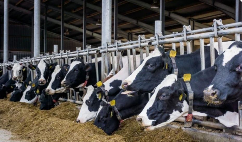 Продам свіже коров'яче молоко екстра ґатунку!