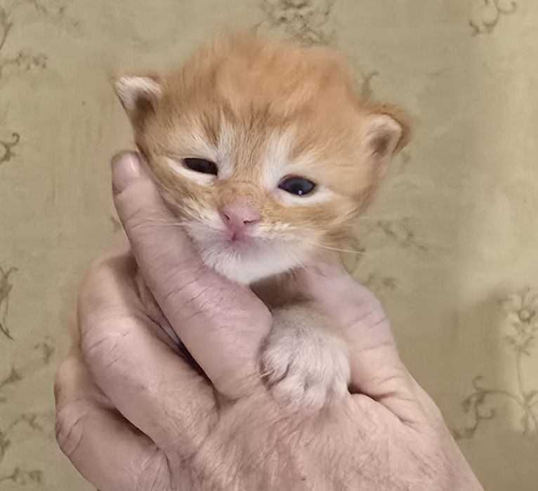 Кошенята Мейн Кун.