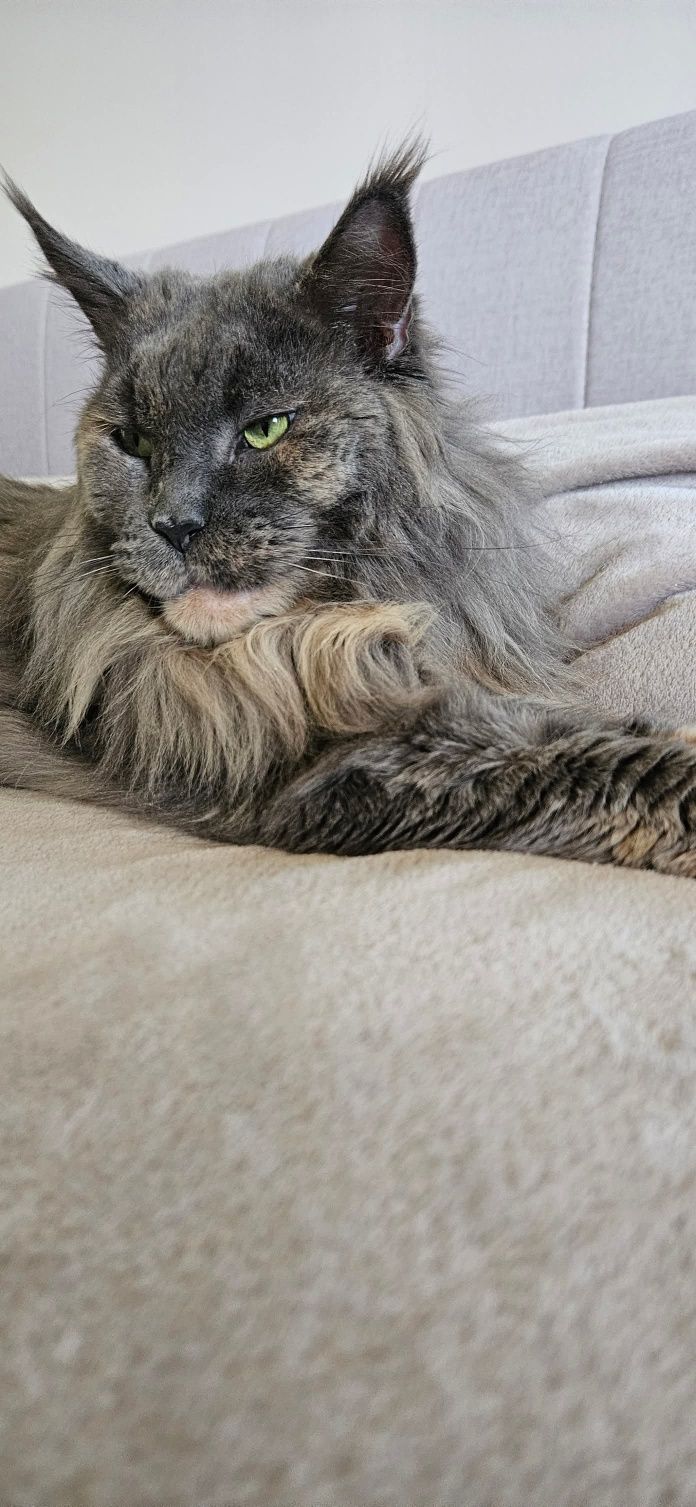 Kotka Maine Coon