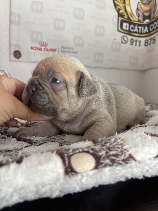 Bulldog  frances lilac fawn