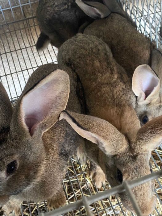 Coelhos grandes a venda