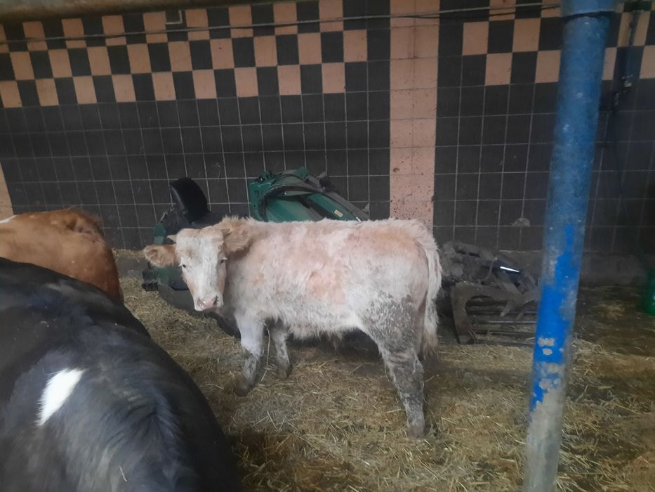 Odsadki byczki mięsne