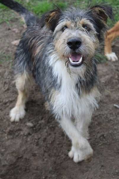 Alfik młody, przyjazny pies w schronisku bez wolontariatu