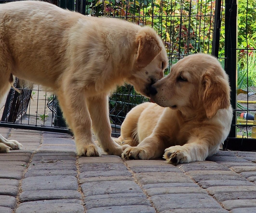 Golden retriever puppies