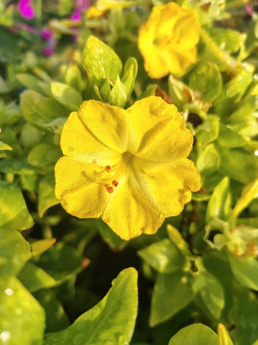 Семена ночной красавицы