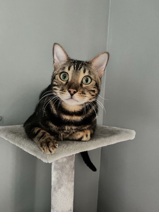 Oddam kota bengalskiego