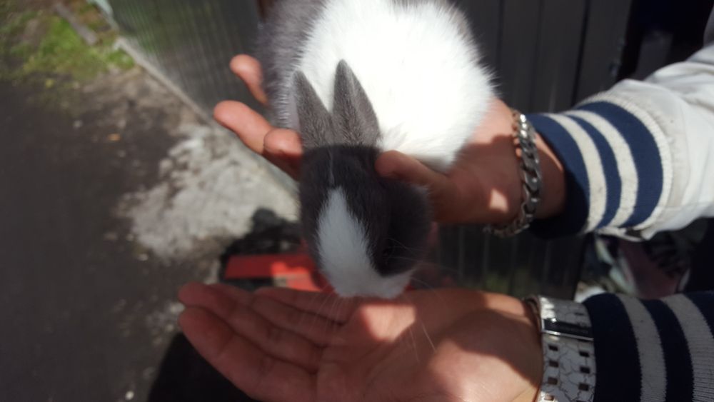 Królik karzelek Tedi mega promocja