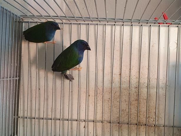 Vendo Diamantes Forbes - 2025