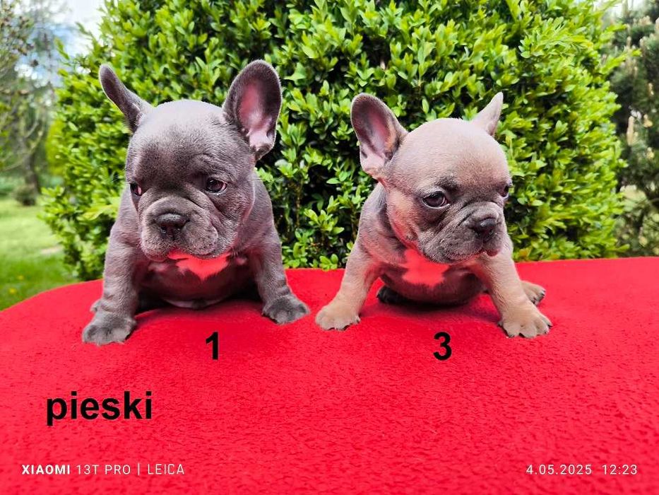 Piękny piesek Jankes buldog francuski błękitny