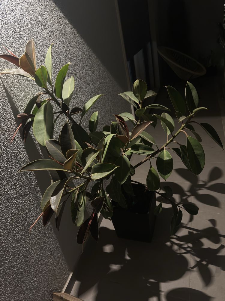 Plantas verdadeiras grandes
