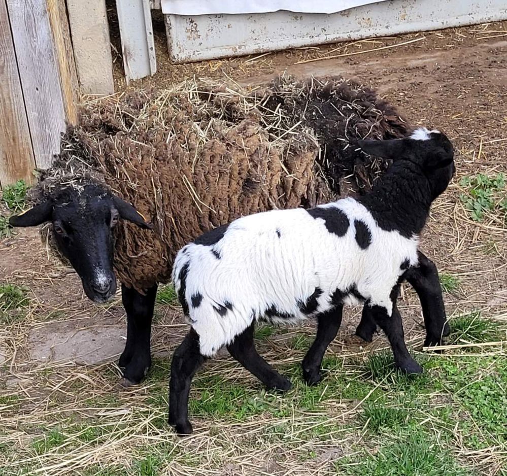 Owce szerstne - 6 matek + młode