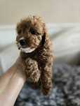 Cavapoo / dziewczynka