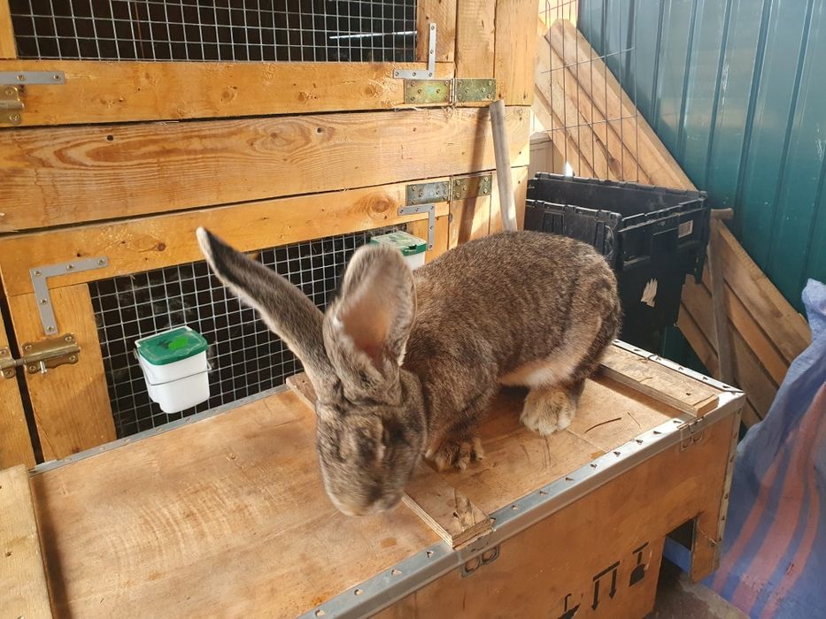 Samiczka Olbrzym Belgijski 6mcy po rodzicach z rodowodem