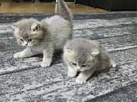 Niebieski kocurek i kotka brytyjski krótkowłosy z rodowodem - kot