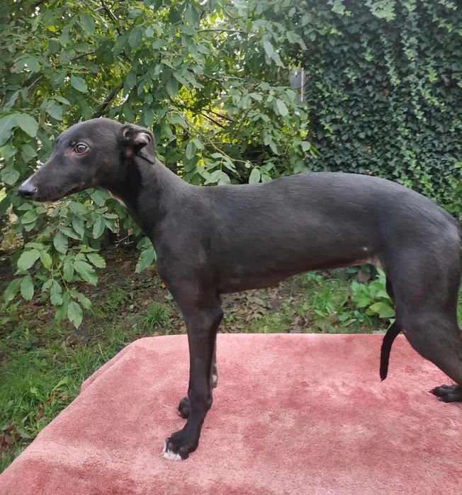 Chart Greyhound torowy suczka