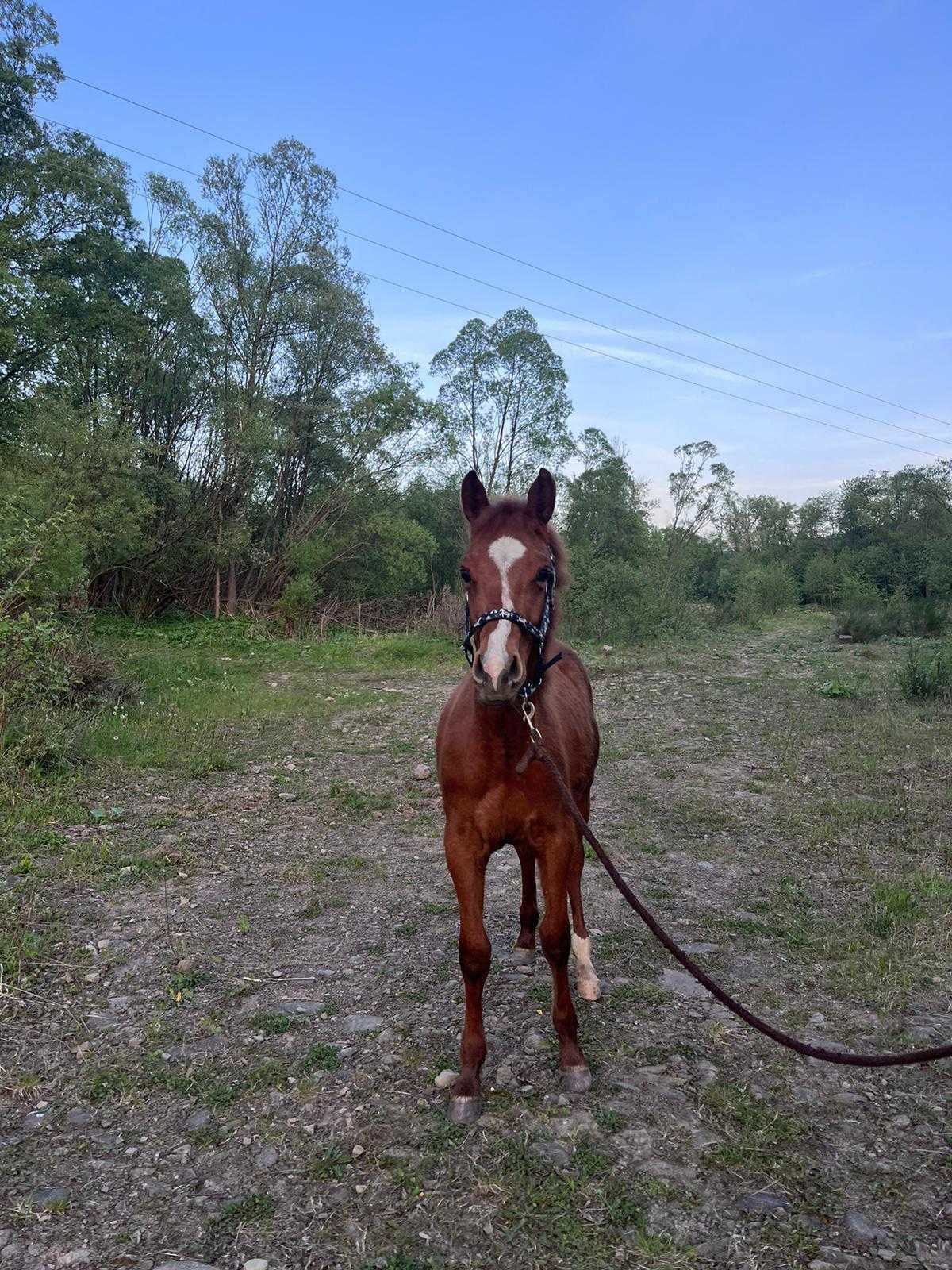 Koń, źrebak , American paint horse