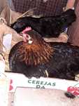 Vende-se  Coquicha choca e ovos galados