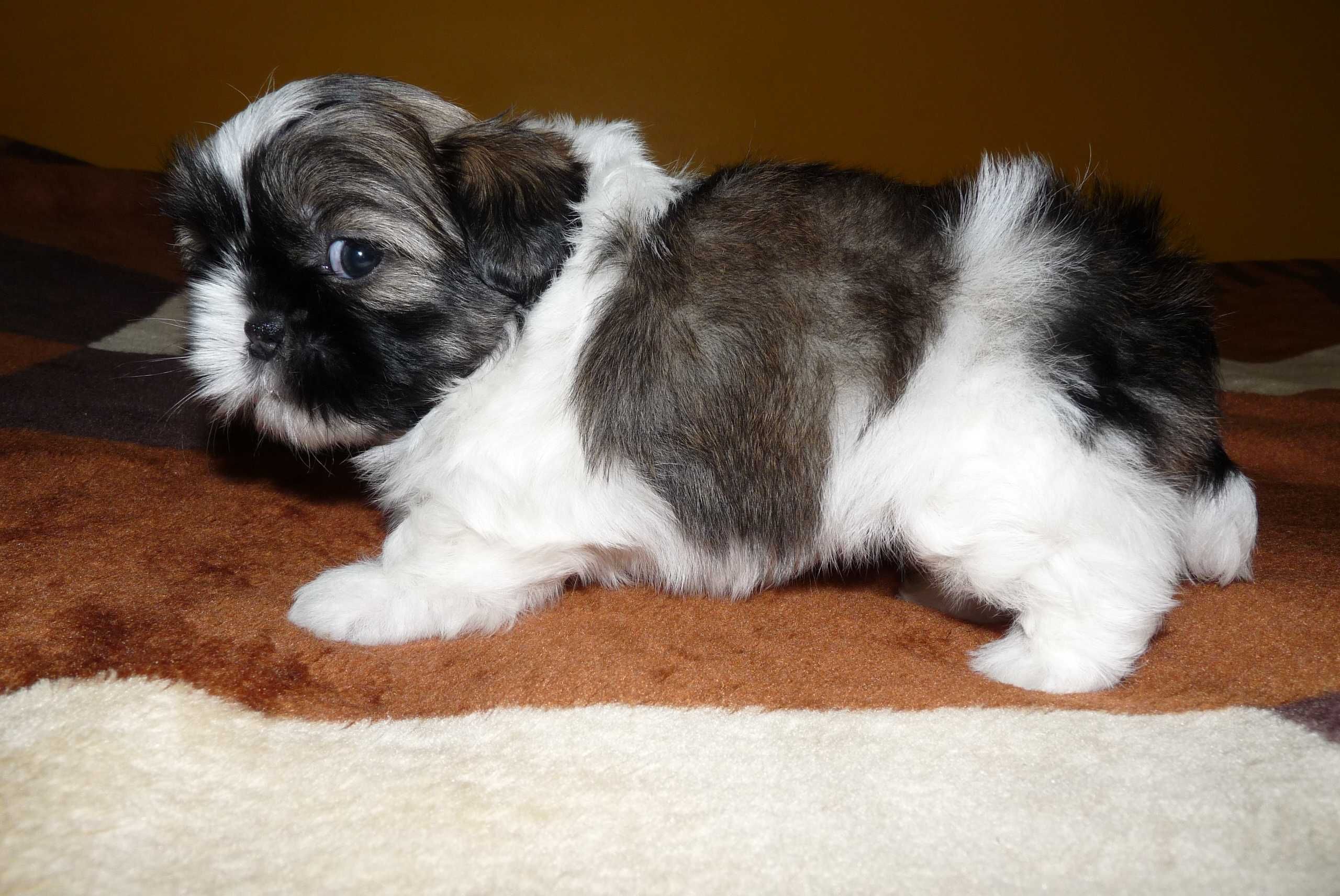 Shih Tzu, suczka Wiki do odbioru od 15 sierpnia.