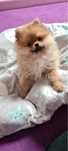 Szpic miniaturowy pomeranian