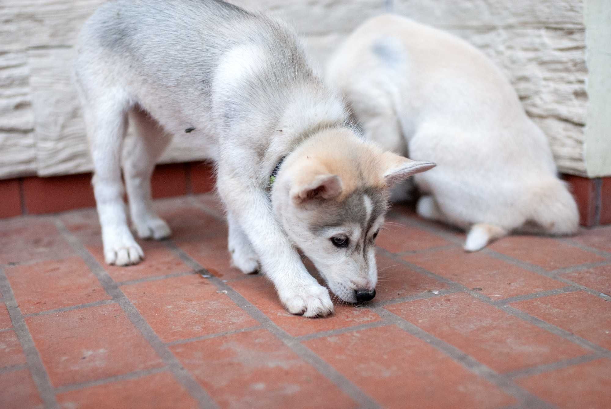 Szczeniak suczka SIBERIAN HUSKY linia użytkowa ZKwP FCI