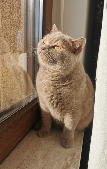 Płowa szylkretka w opcji pohodowlanej - hodowla Apollove.