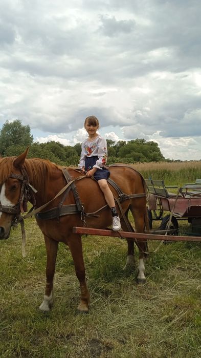 Кобила з бричкой ціна договірна