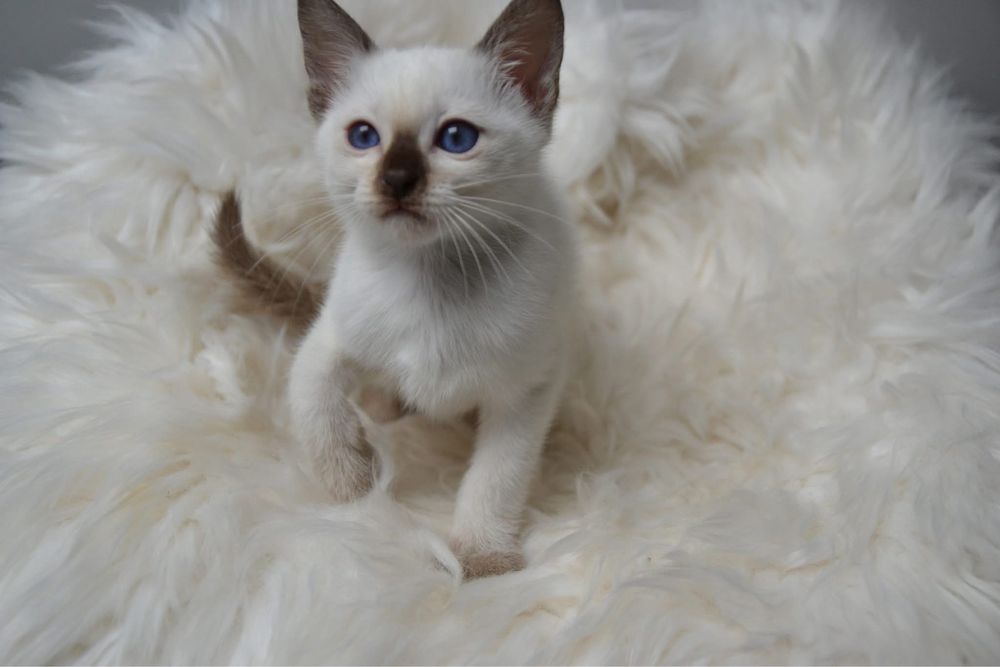 Kocurek tajski – hodowla Grand Amari*PL, PZF - WCF