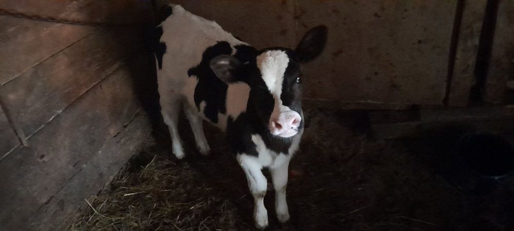 Теличка Ласунка продамо ,шукаємо гарну родину