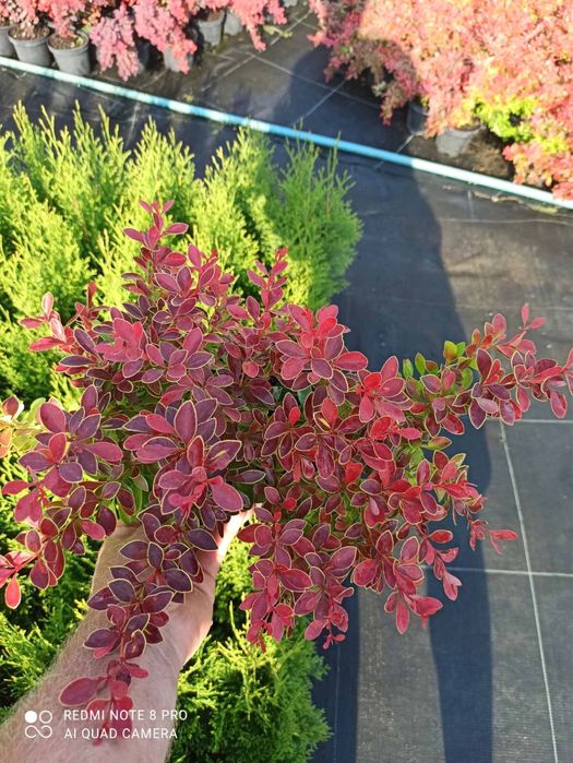 Смарагд,штамби-великий вибір-є опт