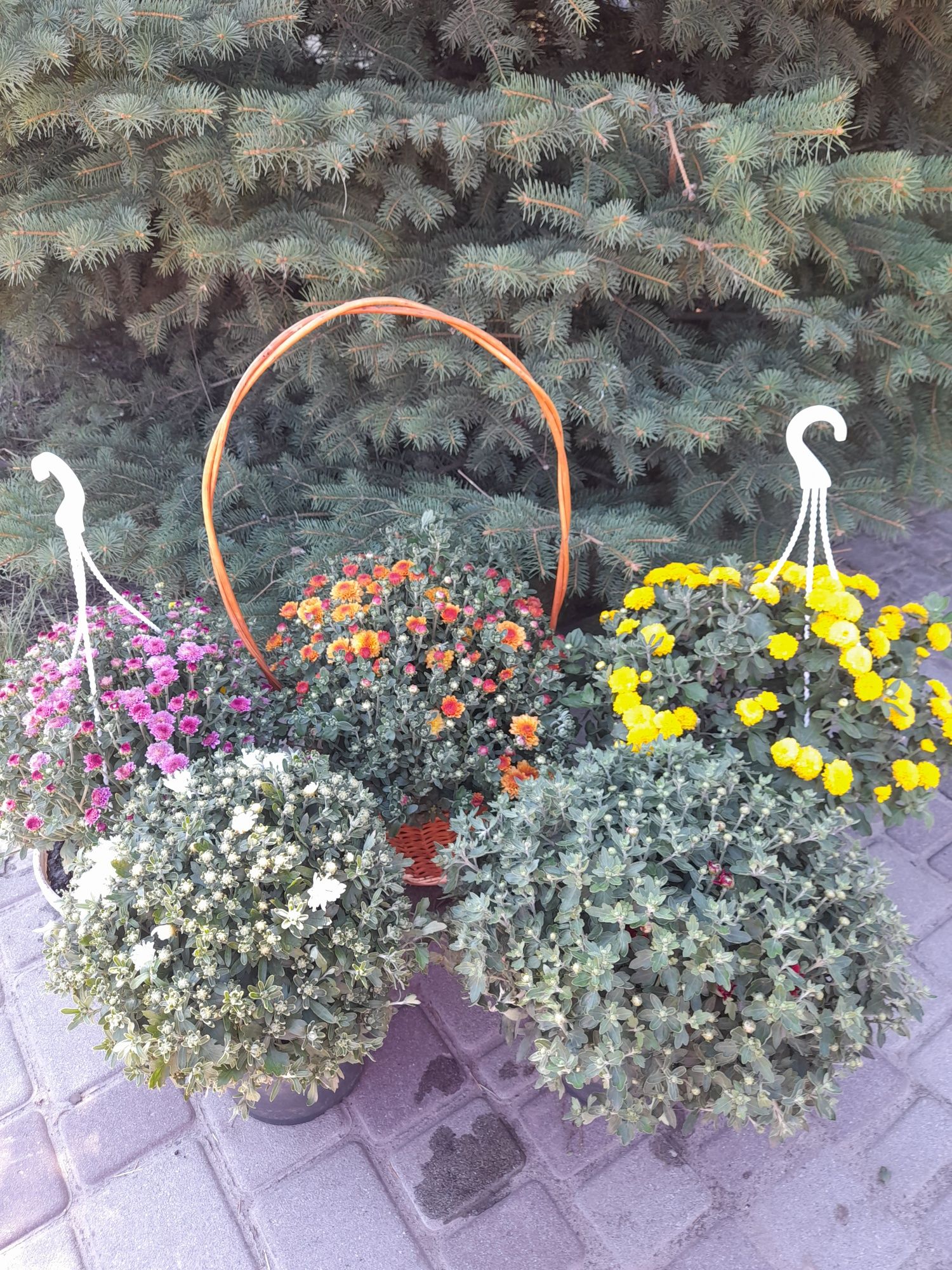 Продам хризантему мультіфлору з відкритою і закритою кореневою системо