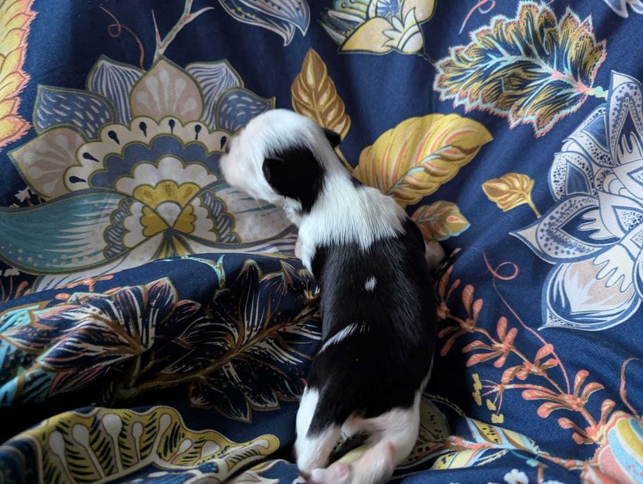 Cudowna dziewczynka 100 % Biewer Yorkshire Terrier po pięknych rodzica