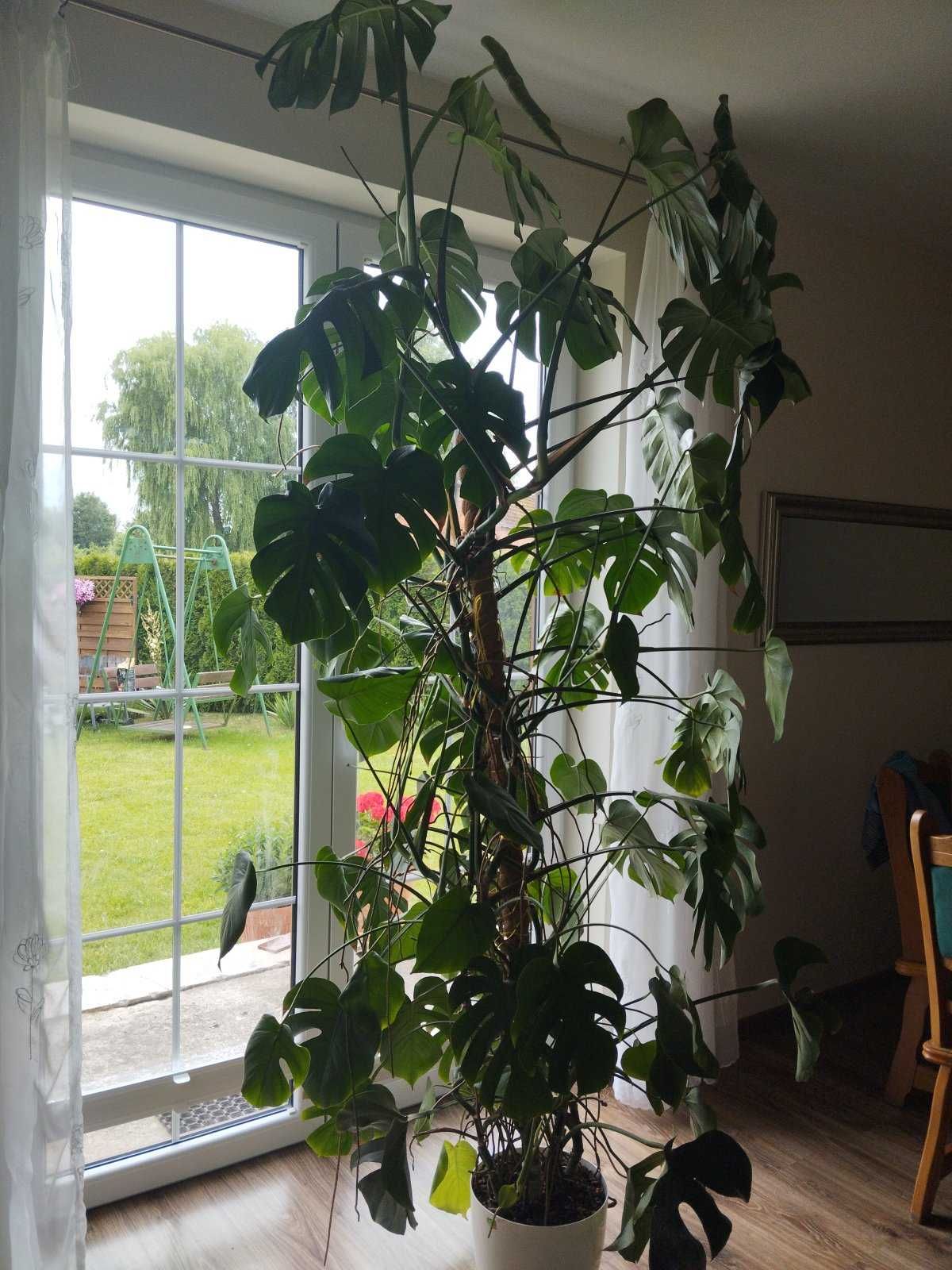 Monstera Deliciosa Big Form 240 cm