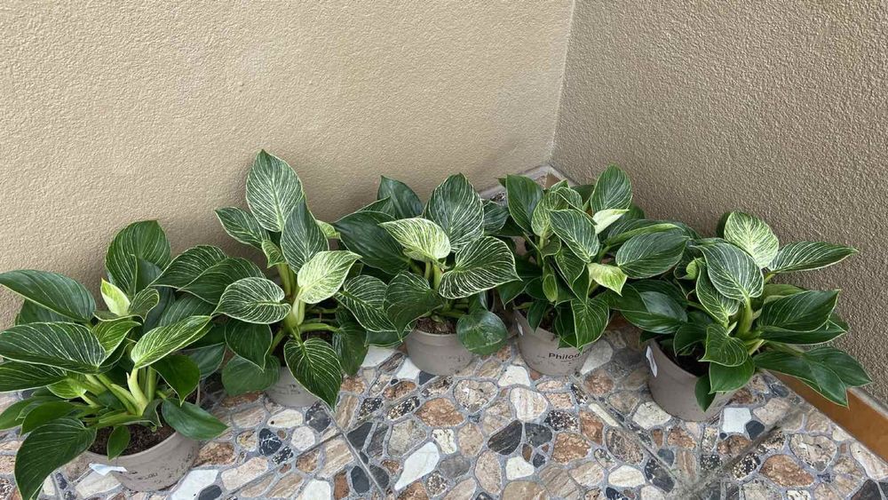 Філодендрон Біркін-15 горщик 380 грн