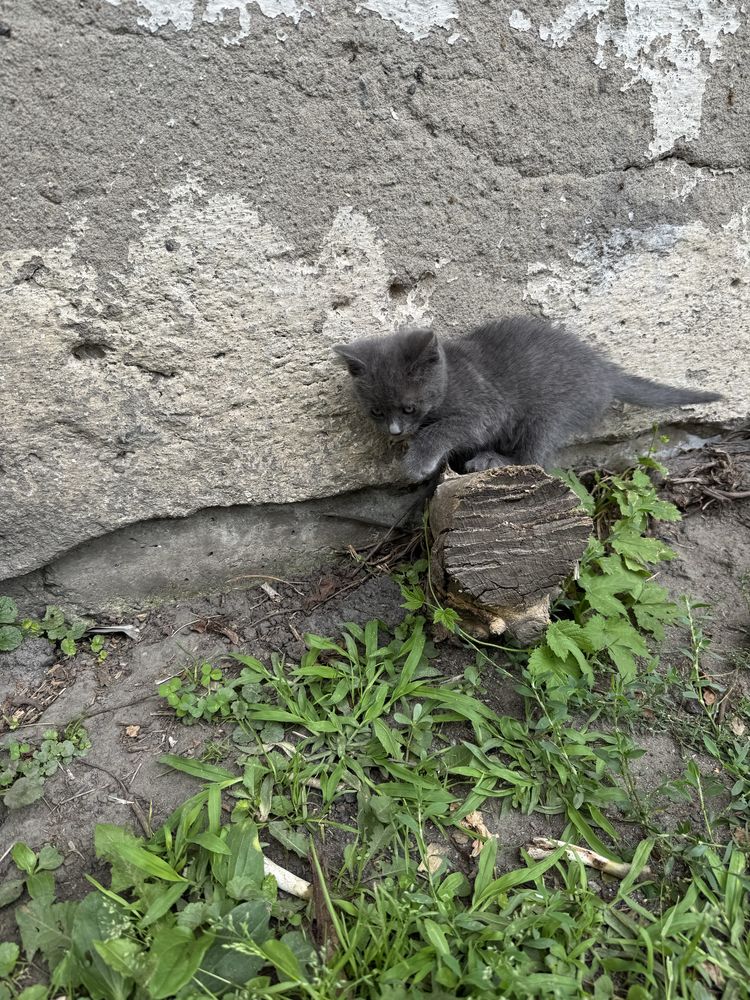 Котенята в добрі руки