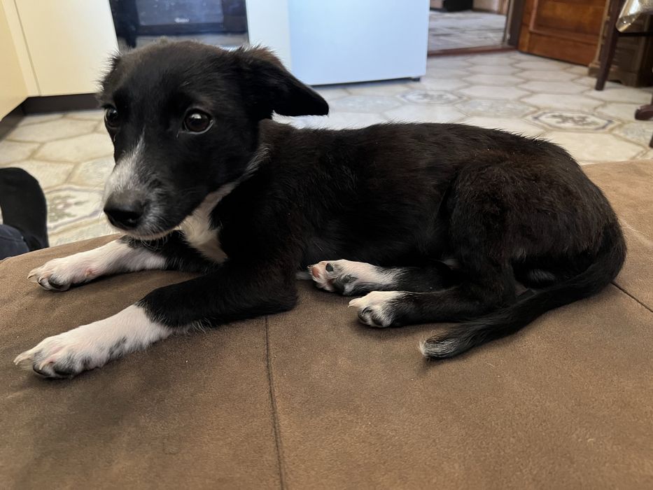 Віддам собаку в добрі руки.